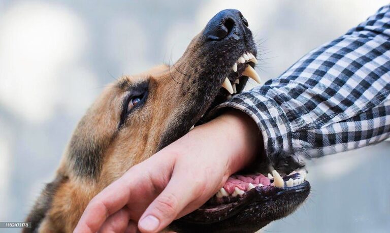 Perro pastor alemán muerde a mujer y dueño se da a la fuga