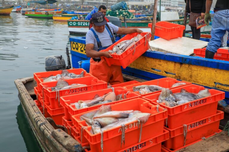 Denuncian presunta estafa en la compra de pota por más de S/ 48 mil en Ilo