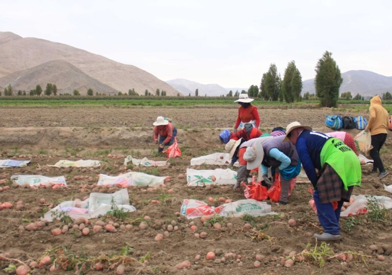 Agricultores serán parte de jornada técnica sobre cultivo de papa