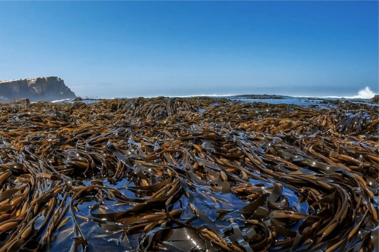 Arequipa fortalece manejo sostenible de macroalgas con capacitación especializada