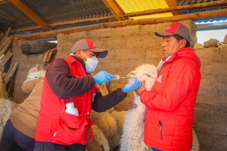  Inicia “Campaña Pecuaria Ichuña 2025” para dosificar más de 43 mil camélidos en Moquegua