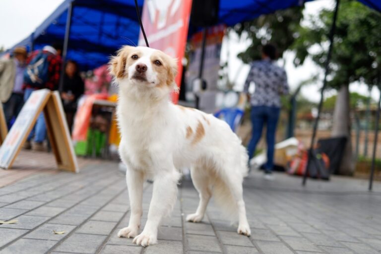 El perro pastor Chiribaya