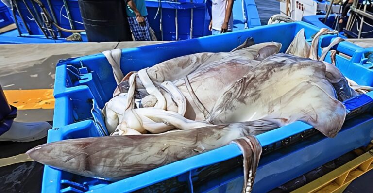 Pescadores artesanales del sur se reunirán en Atico para definir precio de la pota