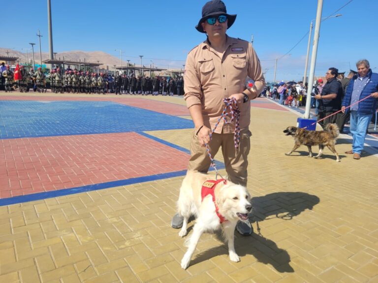 Presentan ejemplar que sería de la raza milenaria Pastor Chiribaya durante desfile en El Algarrobal