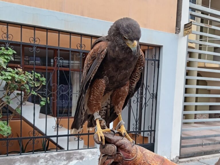 Serfor custodia a gavilán mixto hallado en centro de Ilo
