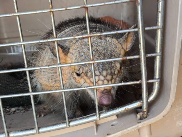 Serfor rescata y reubica a quirquincho andino hallado deambulando por calles de Moquegua