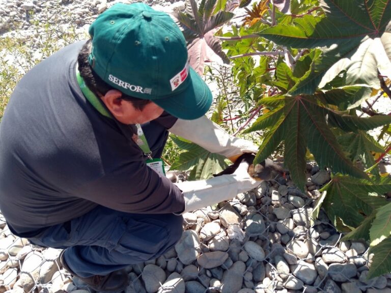 Tres aves silvestres regresan a su hábitat tras ser rescatadas en zonas urbanas de Tacna