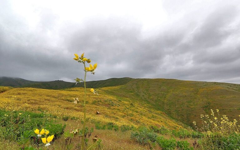 GRA asumirá demarcación de hitos en pampas de Cachendo y Cachuyo