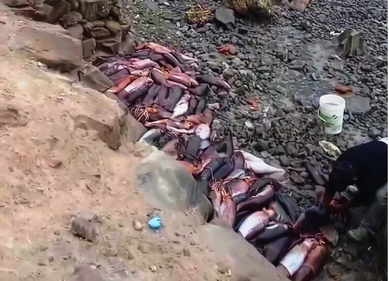 Sorpresivo varamiento de pota en Matarani