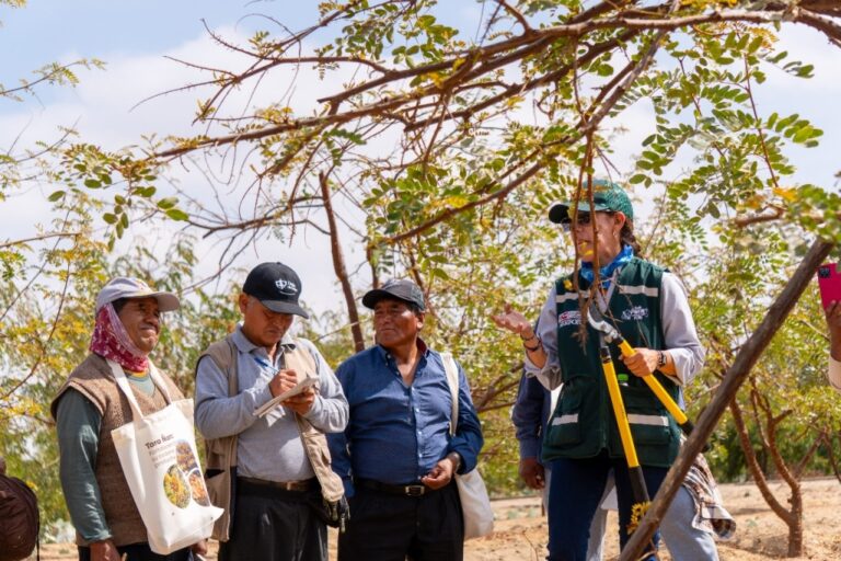 Serfor impulsa producción sostenible de tara en Tacna