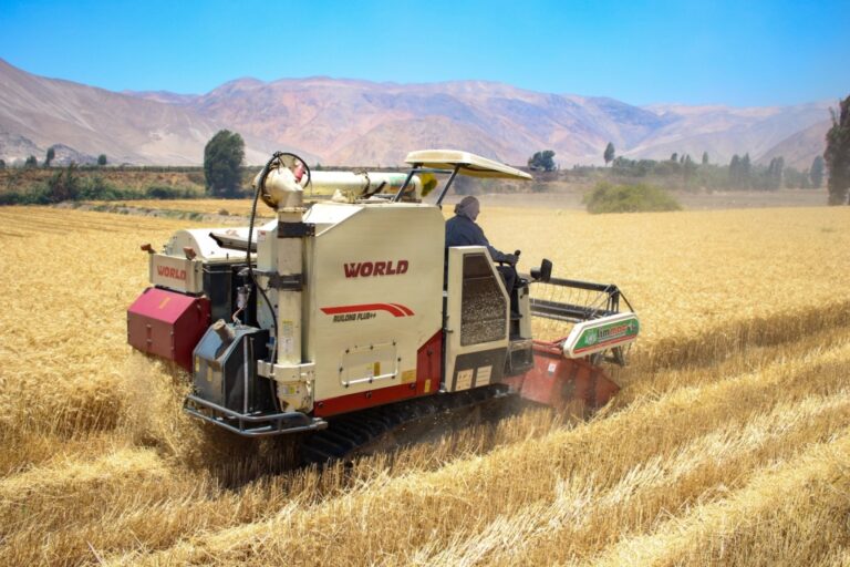 Southern Perú apoyó a cosechar 3,000 hectáreas de arroz en el valle de Tambo