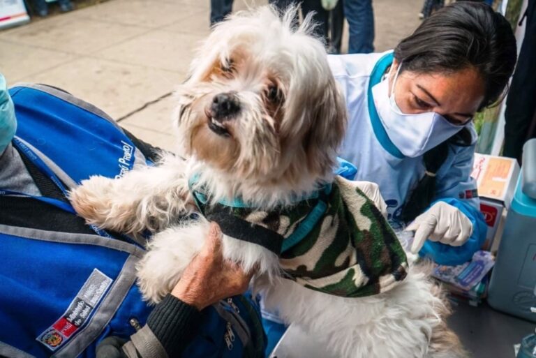 Anuncian jornada de vacunación antirrábica en Islay