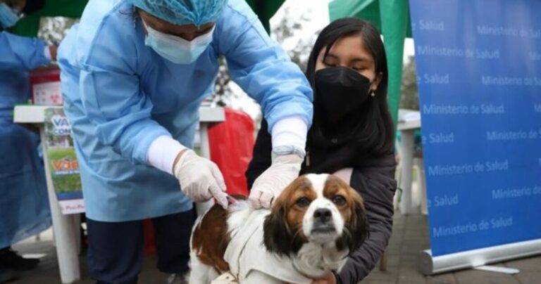 Moquegua se mantiene libre de rabia canina en 2025