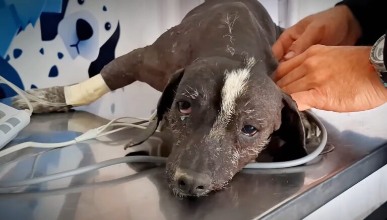 Oportuna intervención salva a perro envenenado