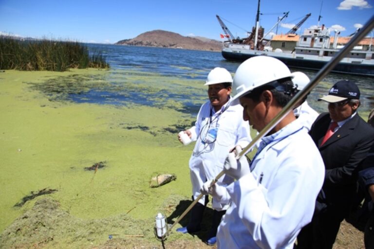 Preocupante expansión de florecimientos algales nocivos en el Lago Titicaca