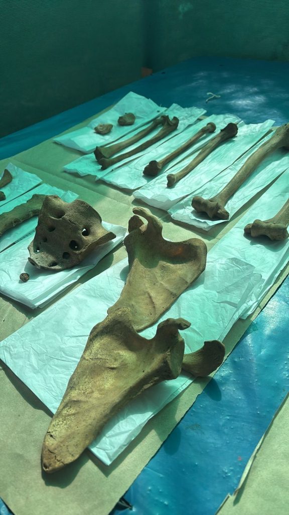 Hallan restos arqueologicos durante trabajos en Pampas de San Antonio 22072025 2 La Prensa Regional