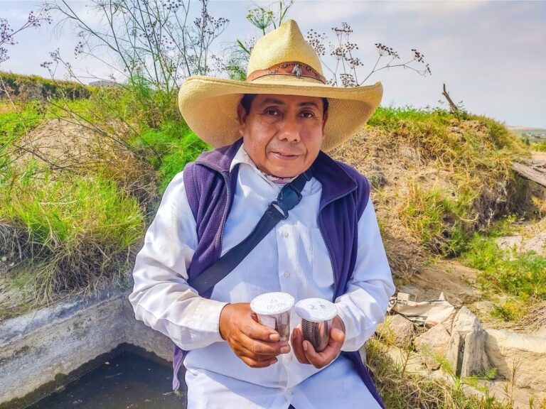Liberan insectos benéficos en olivos de Cocachacra