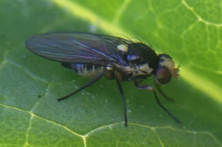 Agricultores cocachacrinos se capacitan contra mosca minadora
