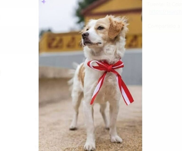 Declaran al Perro Pastor Chiribaya como patrimonio cultural de El Algarrobal