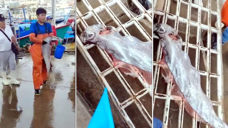 Pesca de pez remo en Ilo causa sorpresa y temor en la población