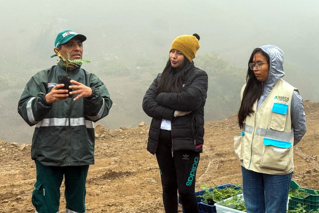 Reforestan las Lomas de Tacahuay con tara como parte del proyecto PTAR Ilo de Southern Perú 1 Reforestan Lomas de Tacahuay con tara PTAR Ilo de Southern Peru 03072025 2 La Prensa Regional