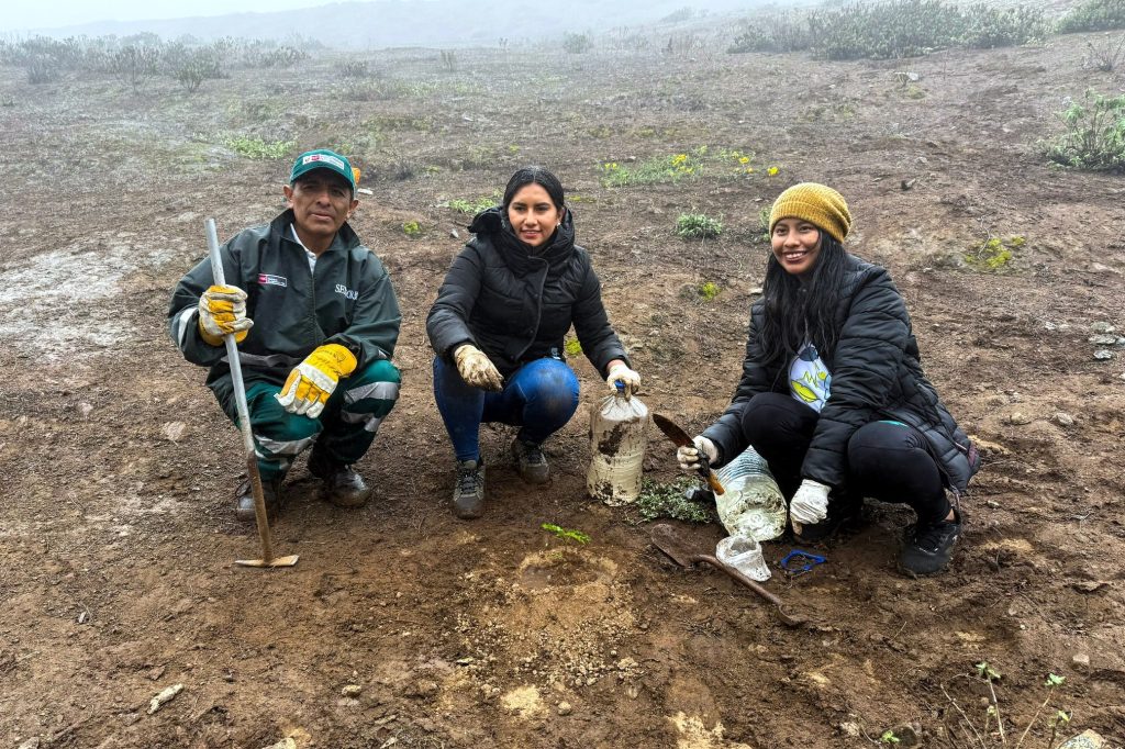 Reforestan las Lomas de Tacahuay con tara como parte del proyecto PTAR Ilo de Southern Perú 2 Reforestan Lomas de Tacahuay con tara PTAR Ilo de Southern Peru 03072025 3 La Prensa Regional