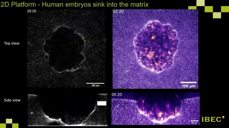 Captan por primera vez en 3D la implantación de un embrión humano en tiempo real
