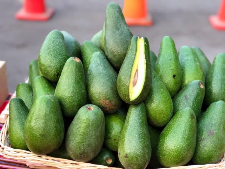 Declaran el tercer viernes de agosto como Día Nacional de la Palta Peruana