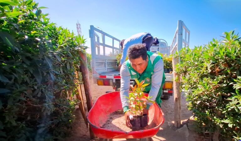 Samay dona 700 plantones para reforestar Punta de Bombón 