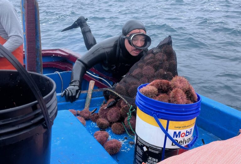Exposición fotográfica sobre el erizo rojo se inaugura en Arequipa
