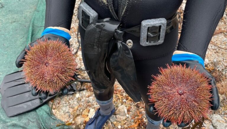 Pescadores de Cháparra exigen frenar pesca ilegal de erizos