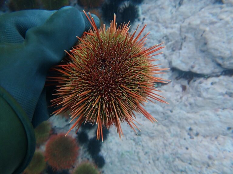 Autorregulación pesquera en Mollendo y Matarani recupera erizo rojo