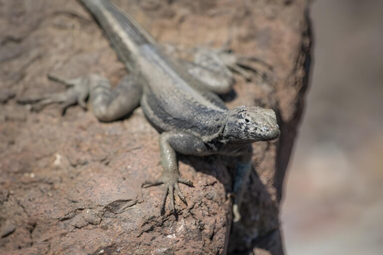 Lagartos o lagartijas: más que nombres