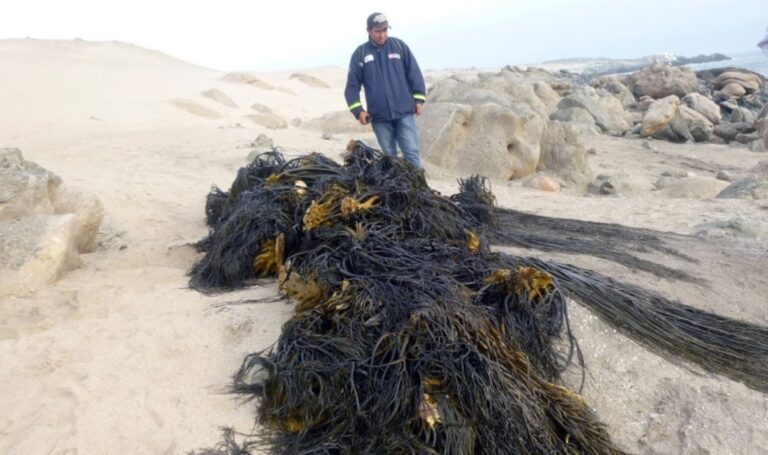 Autoridades y empresas buscan fortalecer manejo de macroalgas