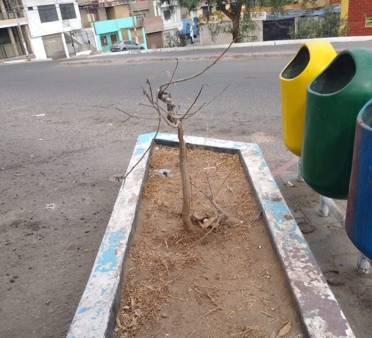 Mercado de Alto Ilo: denuncian abandono de áreas verdes y deterioro 