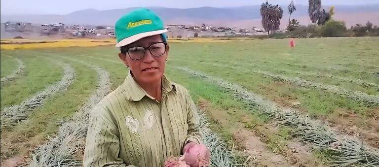 Productora de Deán Valdivia impulsa cultivo de cebolla con manejo fitosanitario