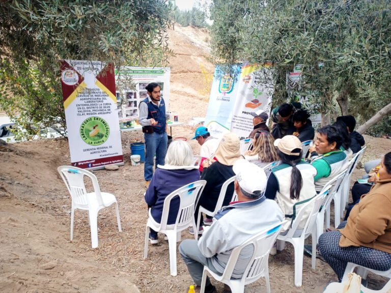 Capacitarán a agricultores del valle de Tambo sobre cultivo de olivo