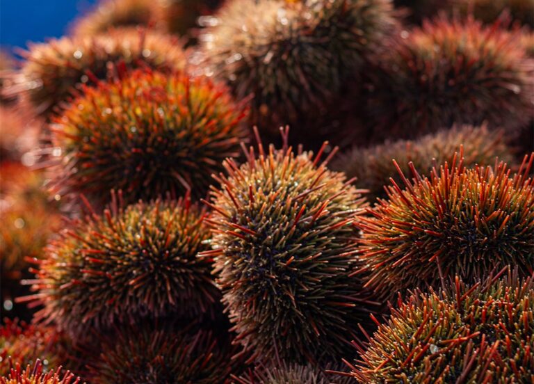 Alerta en Islay por extracción ilegal de erizo rojo