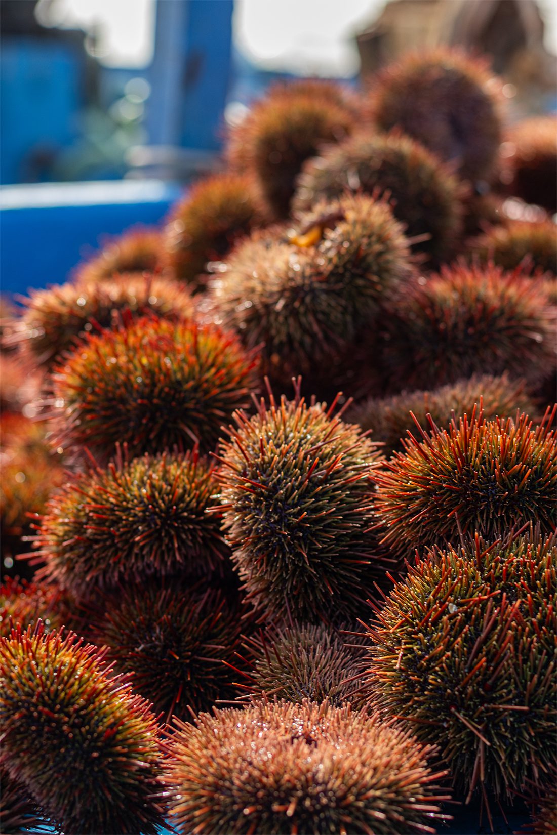 Exposición fotográfica muestra la recuperación del erizo rojo en Matarani y Mollendo 2 Exposicion fotografica saca de erizo rojo Matarani Mollendo 15092025 1 La Prensa Regional