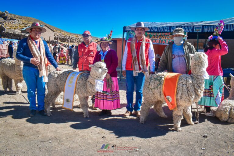 Festival de la alpaca en Lloque impulsa crianza de camélidos de alta genética