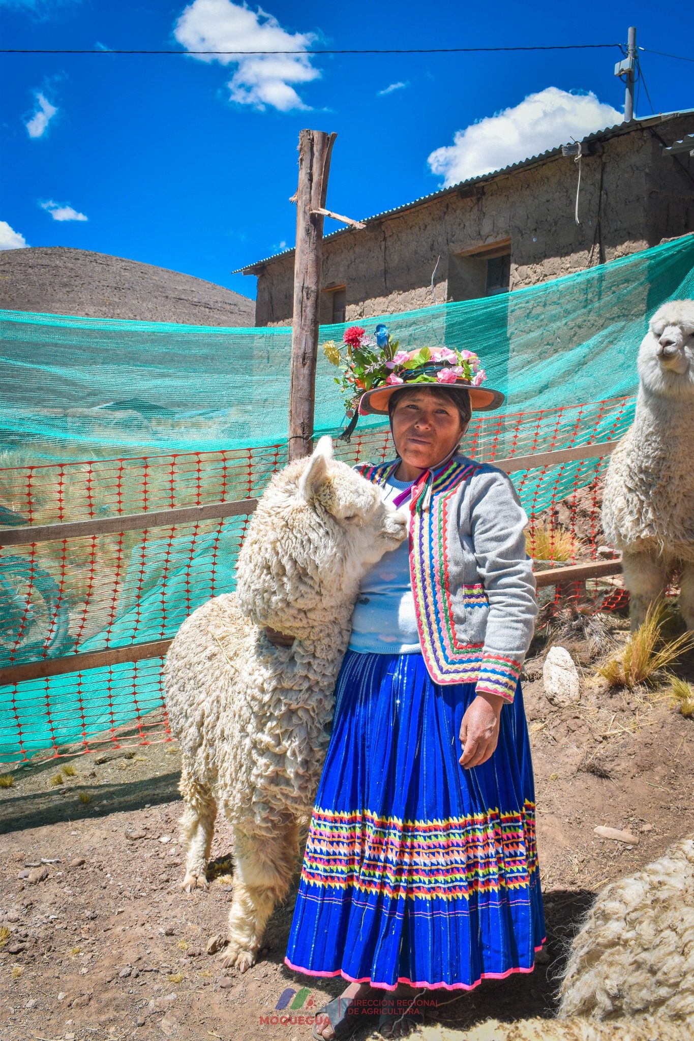 Festival de la alpaca en Lloque impulsa crianza de camélidos de alta genética 4 Festival de la alpaca en Lloque impulsa crianza de camelidos de alta genetica 18092025 2 La Prensa Regional