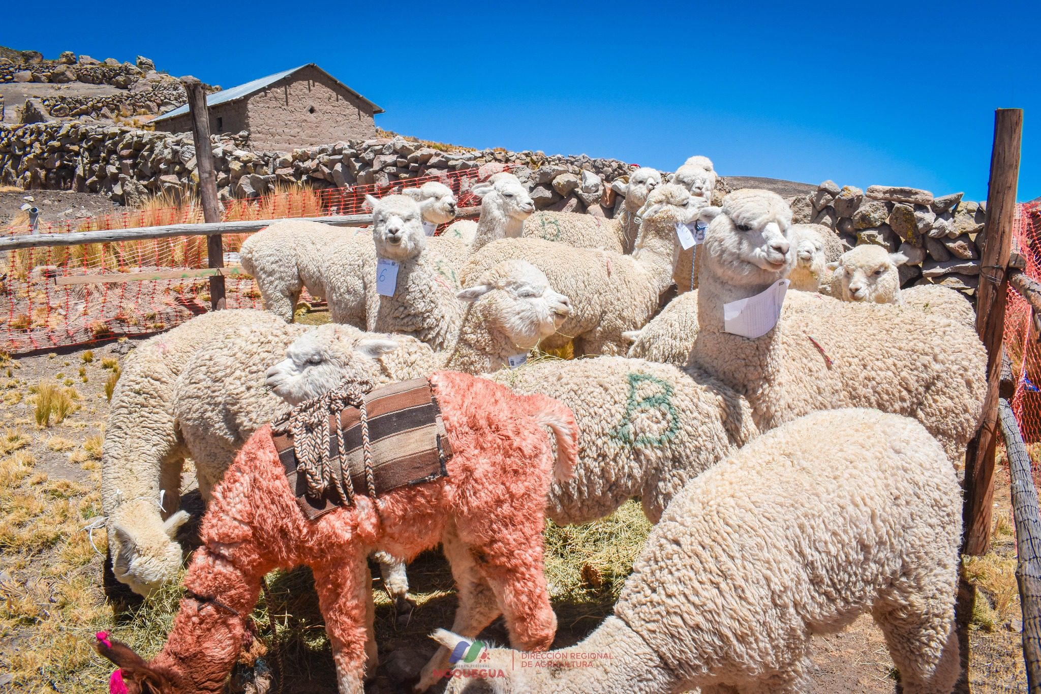 Festival de la alpaca en Lloque impulsa crianza de camelidos de alta genetica 18092025 3 La Prensa Regional