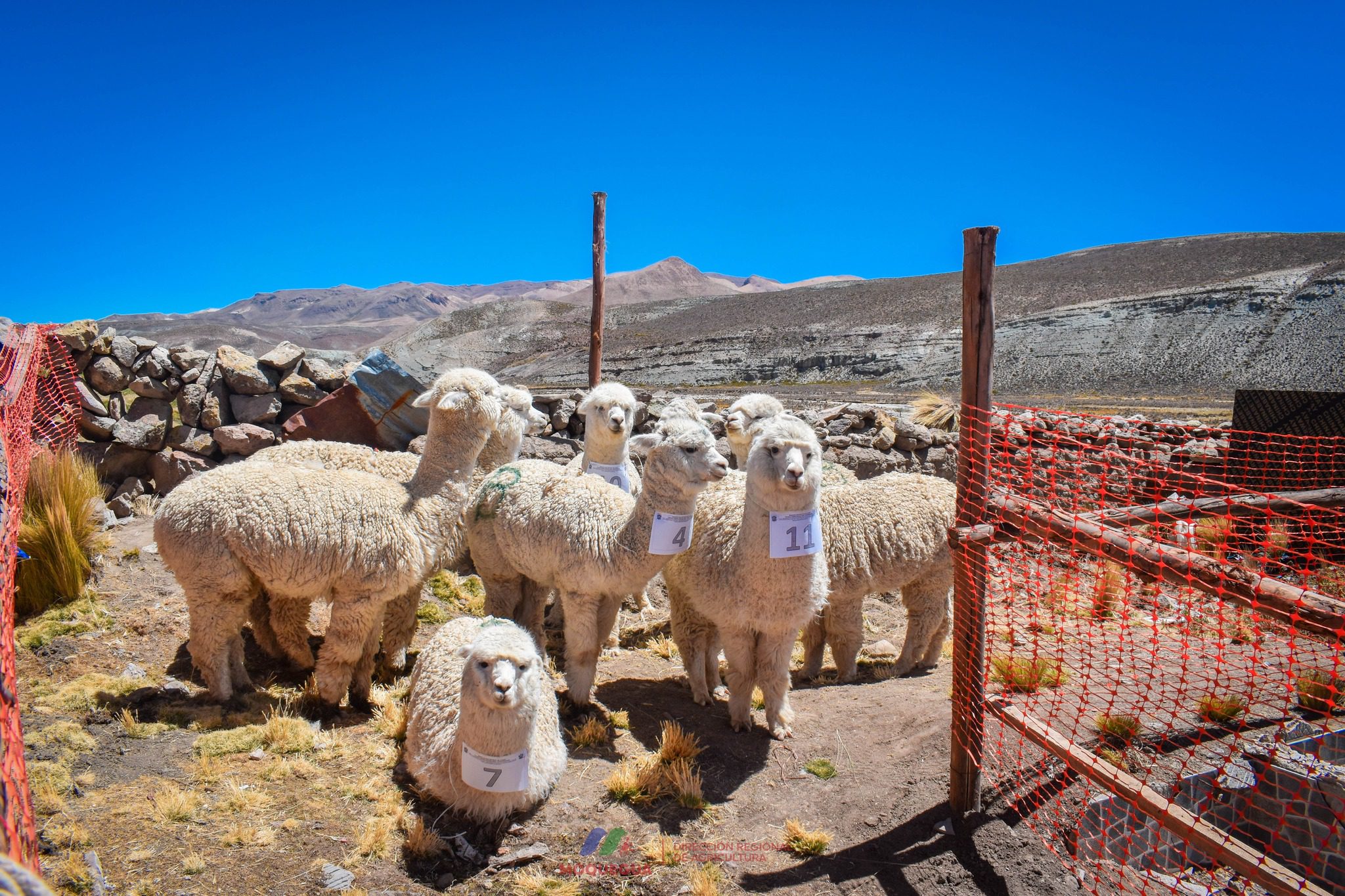 Festival de la alpaca en Lloque impulsa crianza de camélidos de alta genética 2 Festival de la alpaca en Lloque impulsa crianza de camelidos de alta genetica 18092025 4 La Prensa Regional
