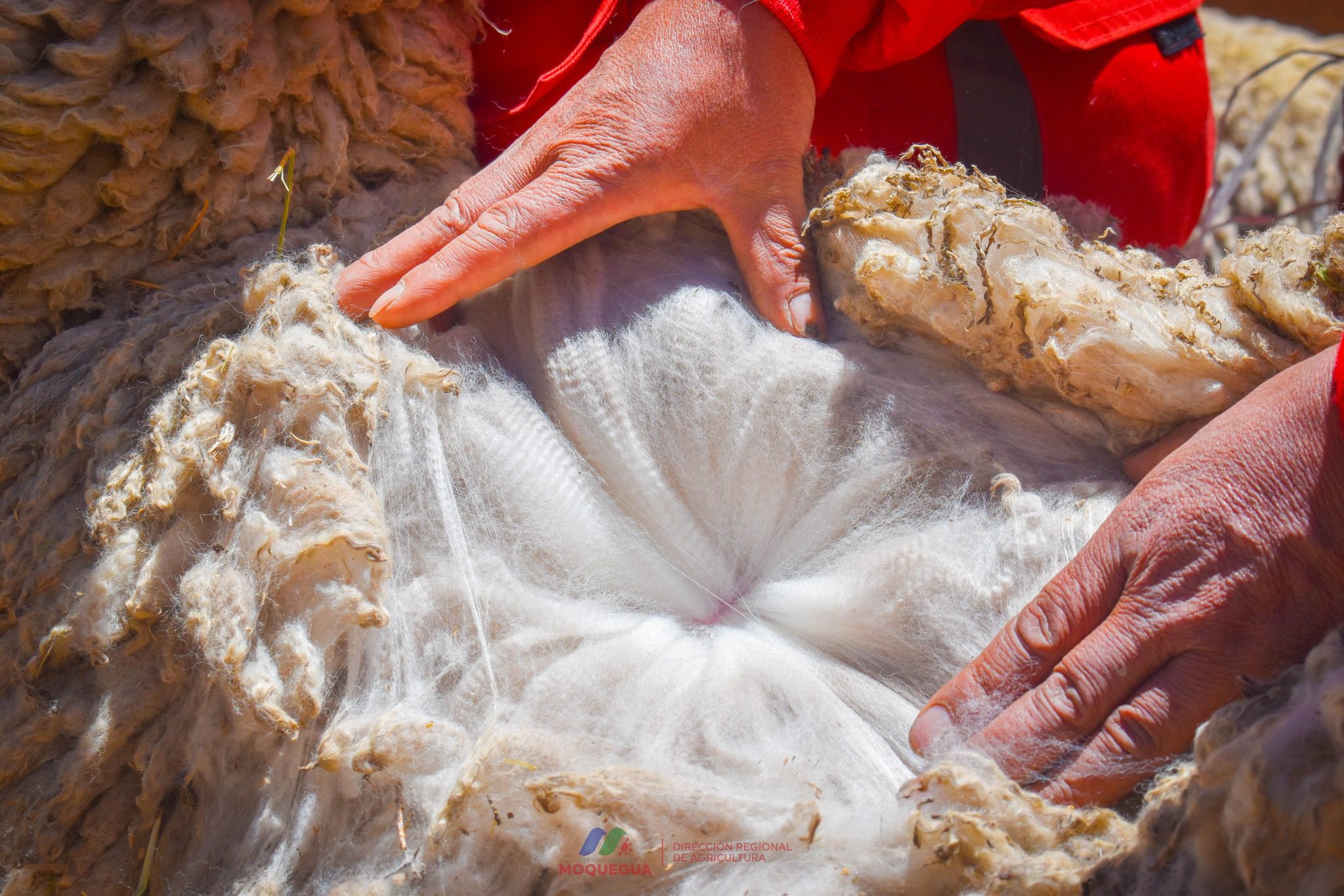 Festival de la alpaca en Lloque impulsa crianza de camélidos de alta genética 3 Festival de la alpaca en Lloque impulsa crianza de camelidos de alta genetica 18092025 5 La Prensa Regional
