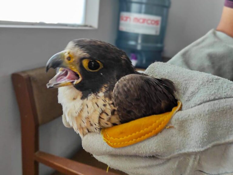 Moquegua: SERFOR recupera y libera en su hábitat a un ejemplar juvenil de halcón peregrino