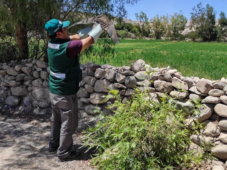 Moquegua: SERFOR recupera y libera en su hábitat a un ejemplar juvenil de halcón peregrino 2 Moquegua SERFOR recupera y libera ejemplar juvenil de halcon peregrino 27092025 2 La Prensa Regional