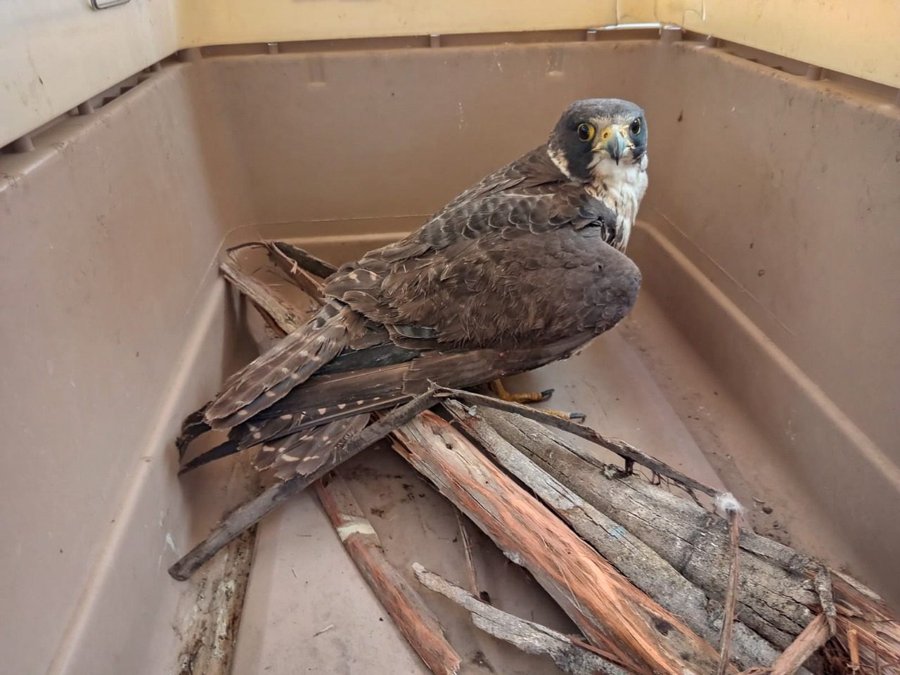 Moquegua SERFOR recupera y libera ejemplar juvenil de halcon peregrino 27092025 3 La Prensa Regional