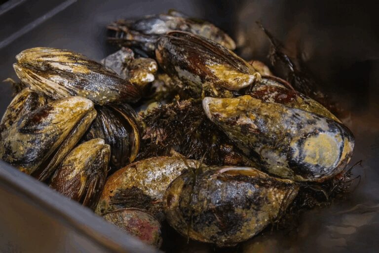 Prohíben extracción y comercialización del choro en todo el litoral peruano