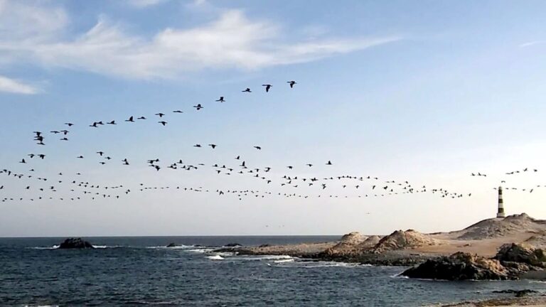Historiador cuestiona falta de acceso a la reserva natural de Punta Coles