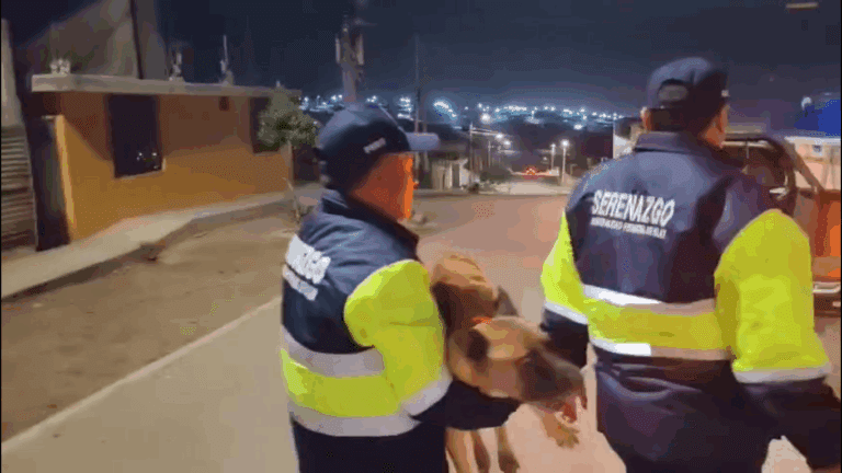 Denuncian atropello de perro por serenazgo en Alto Bellavista: gerente, aclara